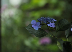 紫陽花