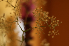 はな・・・はてな？