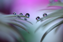心海ＤＲＯＰＳ　95