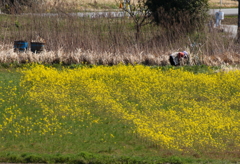 菜の花畑