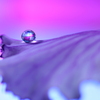 心海ＤＲＯＰＳ　10