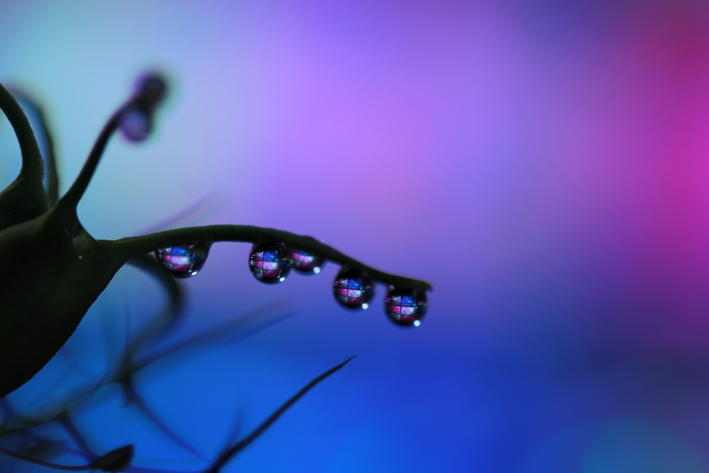 でいだらぼっちの見る夢