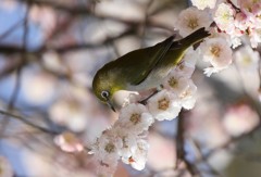 春の足音