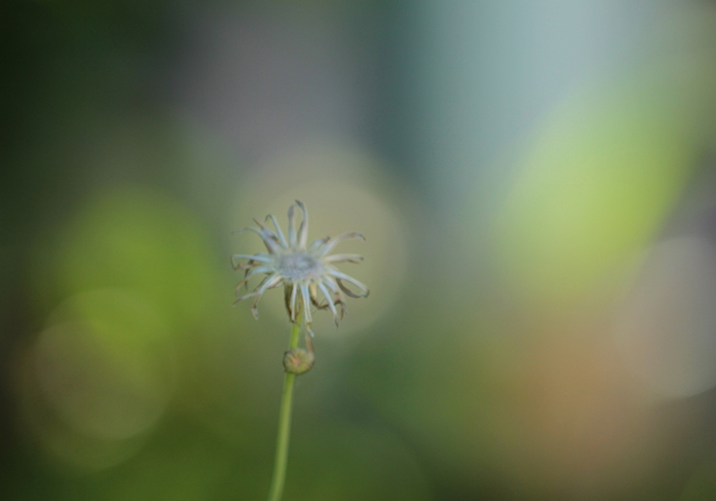 散りてもなおに夢心地