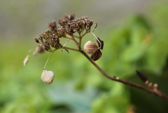 冬の紫陽花