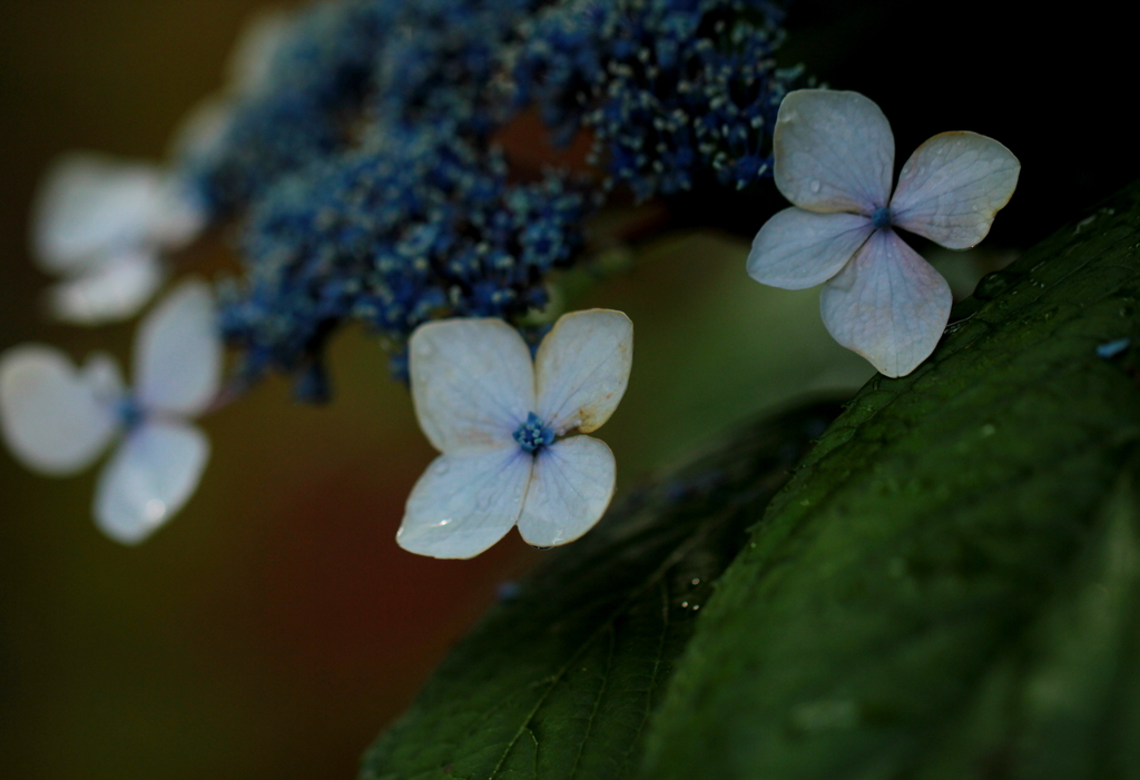 紫陽花