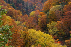 紅葉