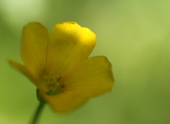 レモンイエロー