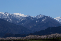桜と山頂の雪