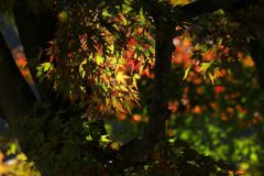 色とりどりに煌めいて