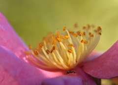 アリと花