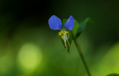 つゆ草