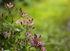 ホトトギスが咲く庭で