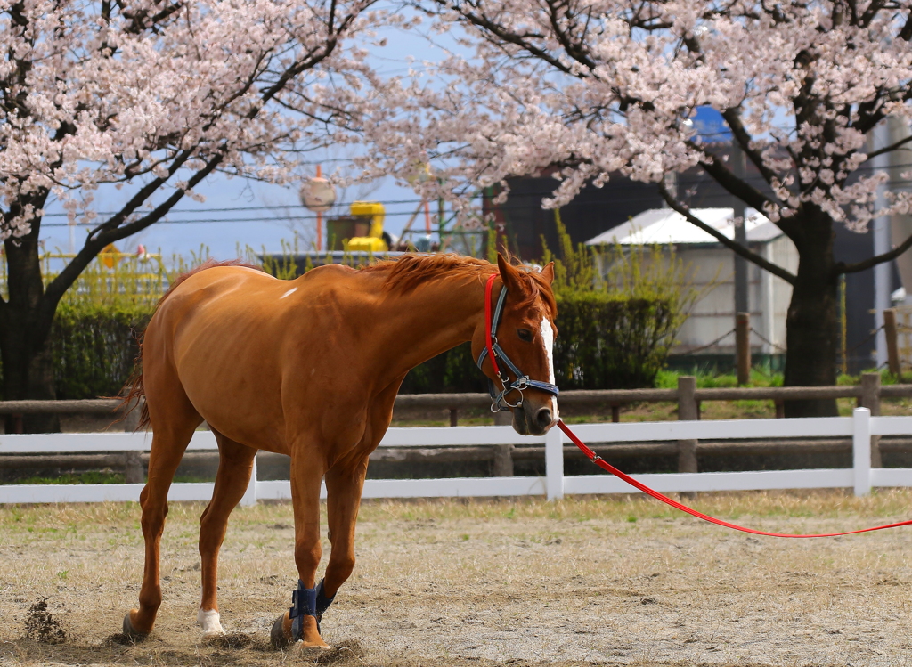 春が来た～♪