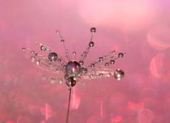 ピンクが好き！