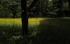 黄色に染まる森