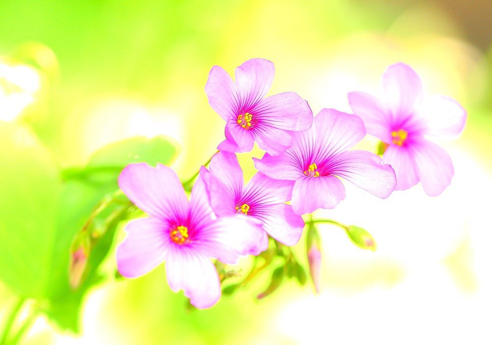 はいきーなお嬢