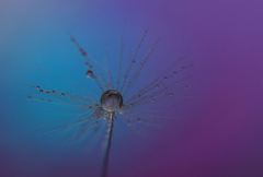 ブルーパープル