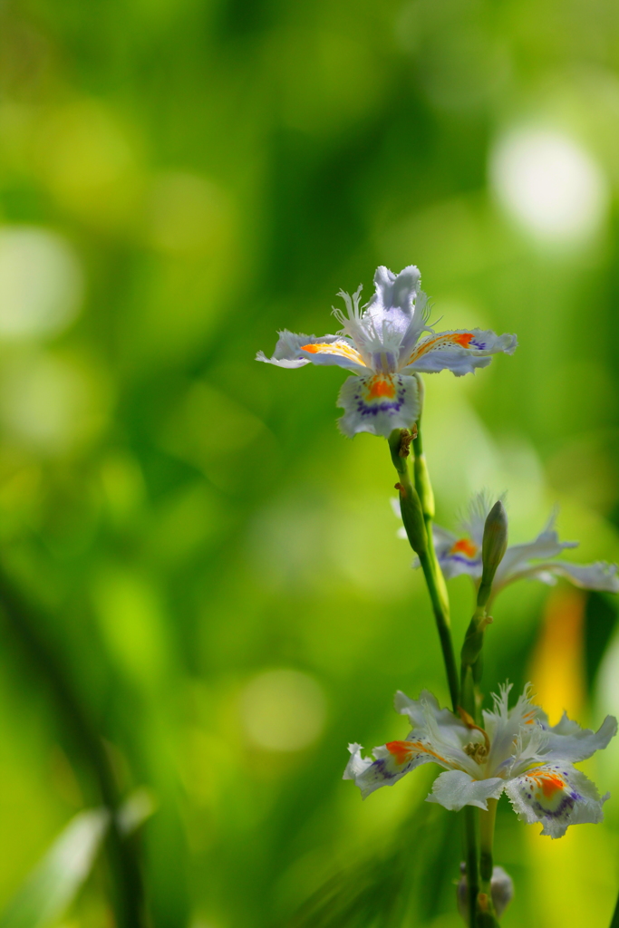 上を向いて歩こう