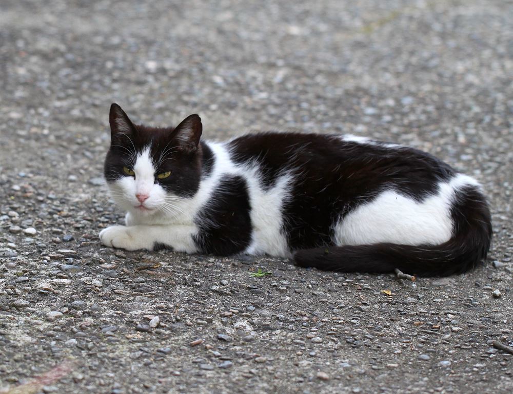 子育て中のママニャン=^_^=