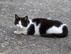 子育て中のママニャン=^_^=