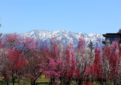 雪山と花木
