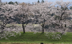 桜、変わらぬ思ひ