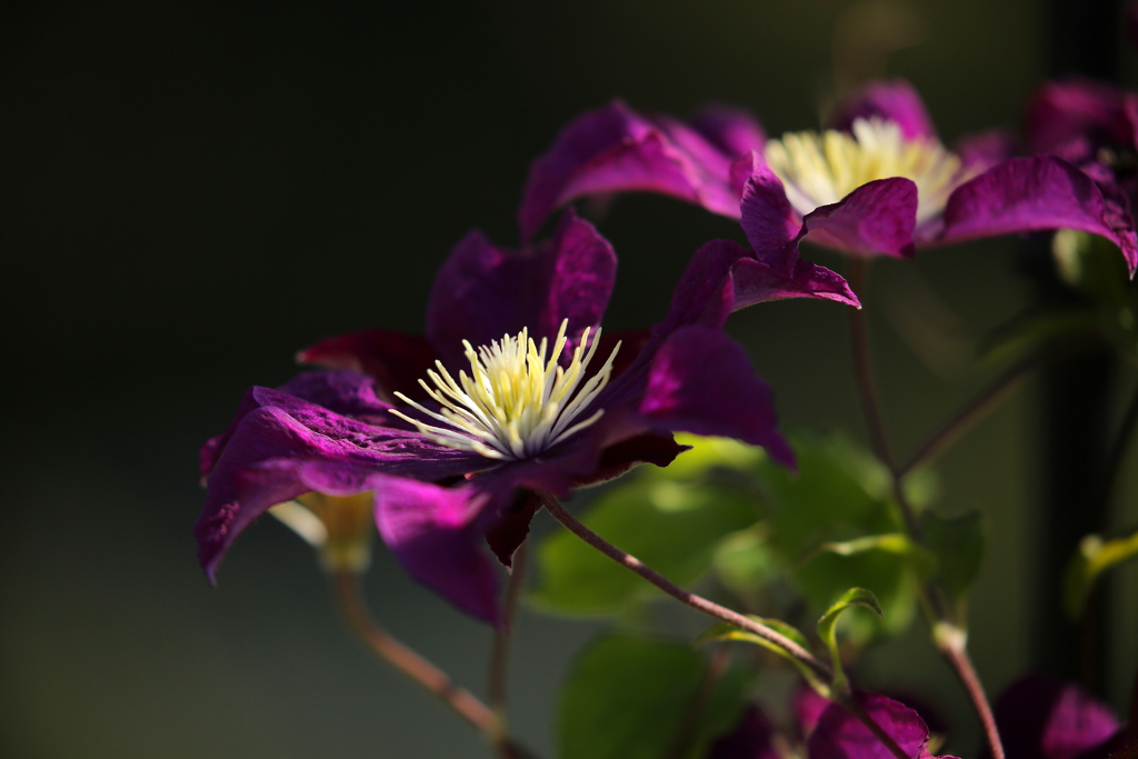 purple