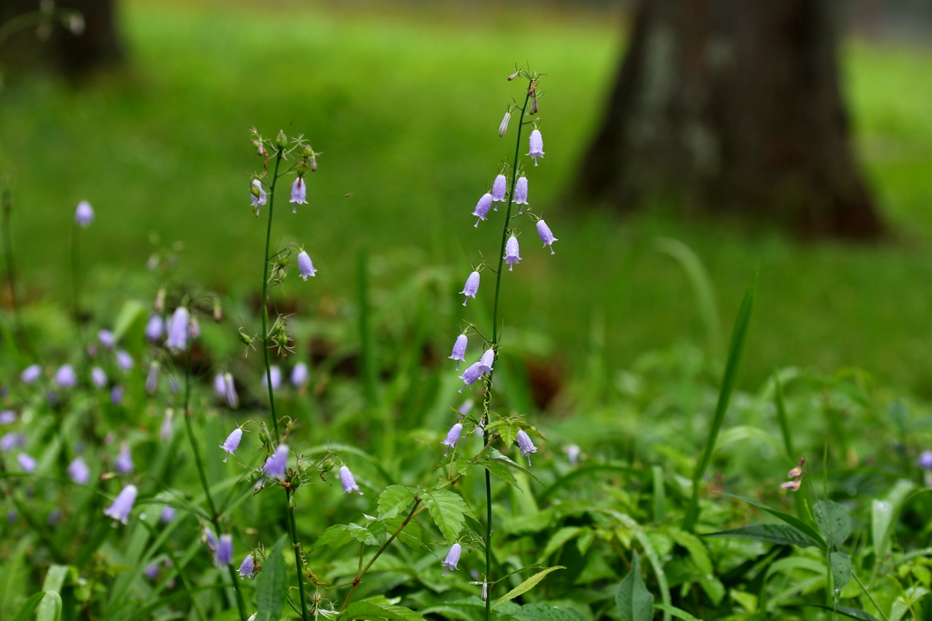 小さな花には小さな虫が飛んでくる