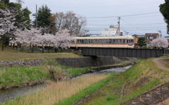 さくら～♪　ダイコン君