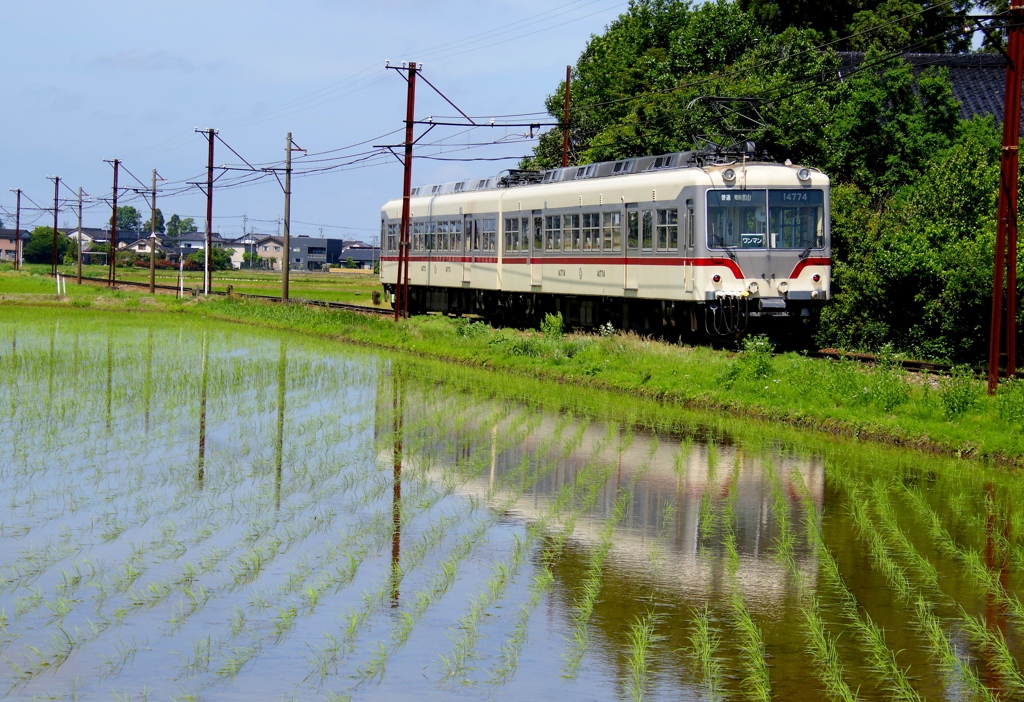 ダイコン君~♪