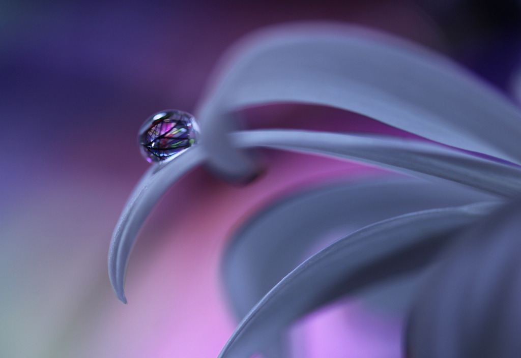 心海ＤＲＯＰＳ