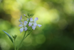 大根の花