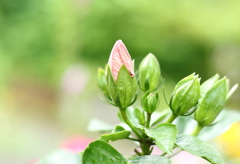 蕾