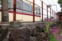 ムシトリナデシコ（虫取り撫子）の咲く駅で・・・ダイコン君♪