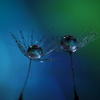 心海ＤＲＯＰＳ　37