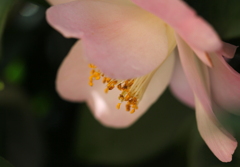 椿