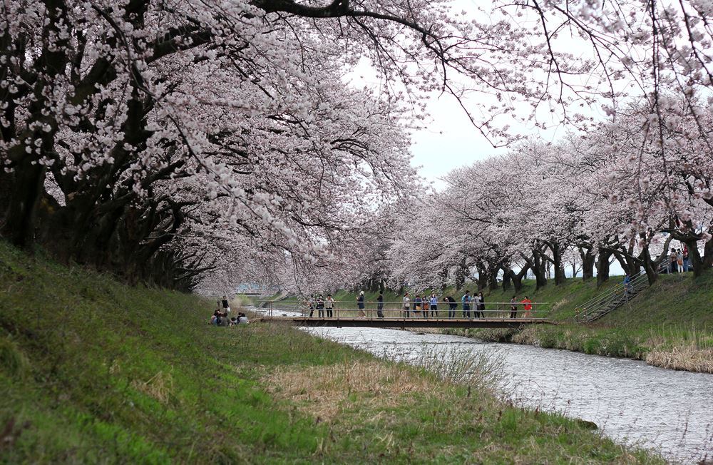 満開桜