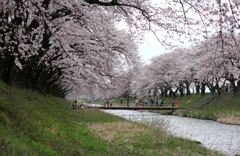 満開桜