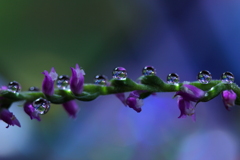 心海DROPS・・・ネジバナ綱引き