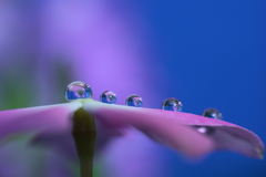 舞台は花びらの上