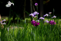 花菖蒲