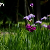 花菖蒲