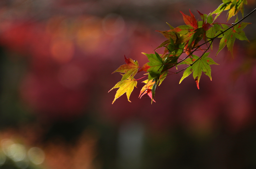 紅葉