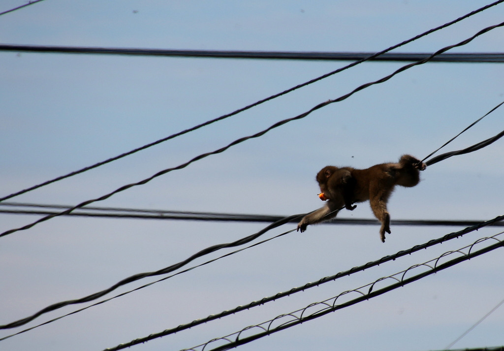 柿をくわえ綱渡り～