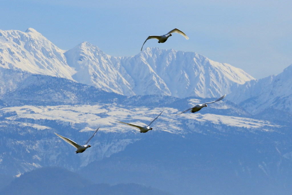 雪山と白鳥たち