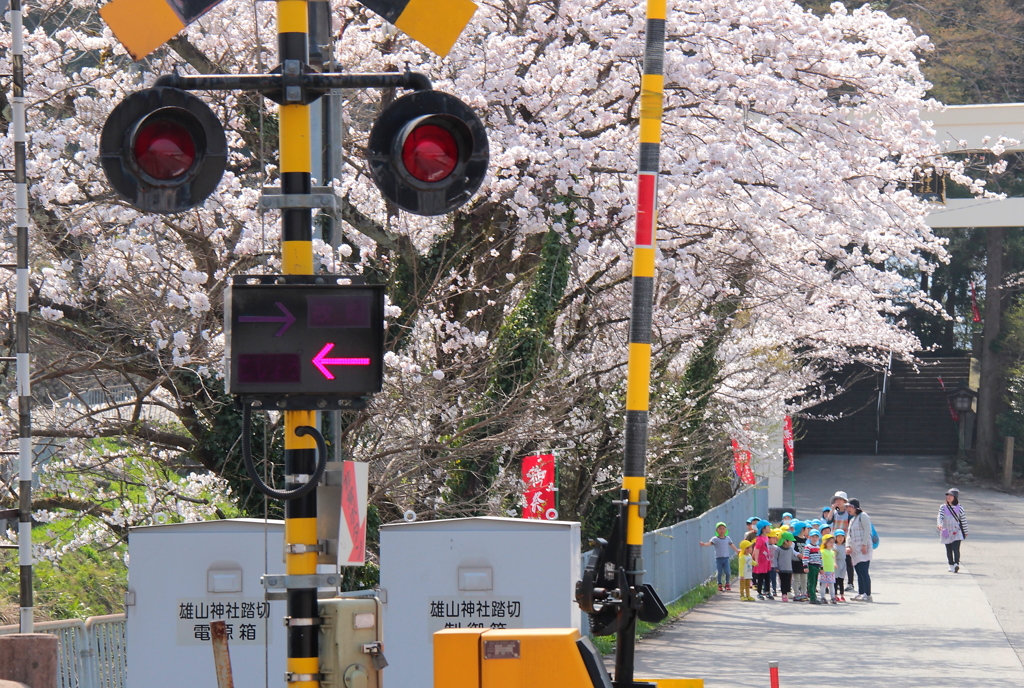 お花見に出かけよう