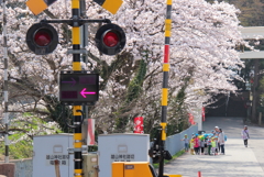 お花見に出かけよう