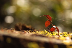 引っ張るのは誰？