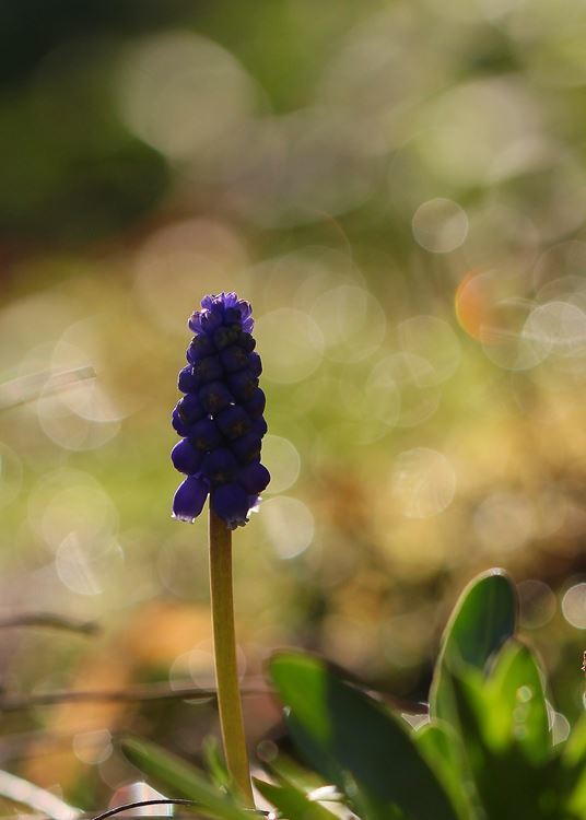 ムスカリ君の朝